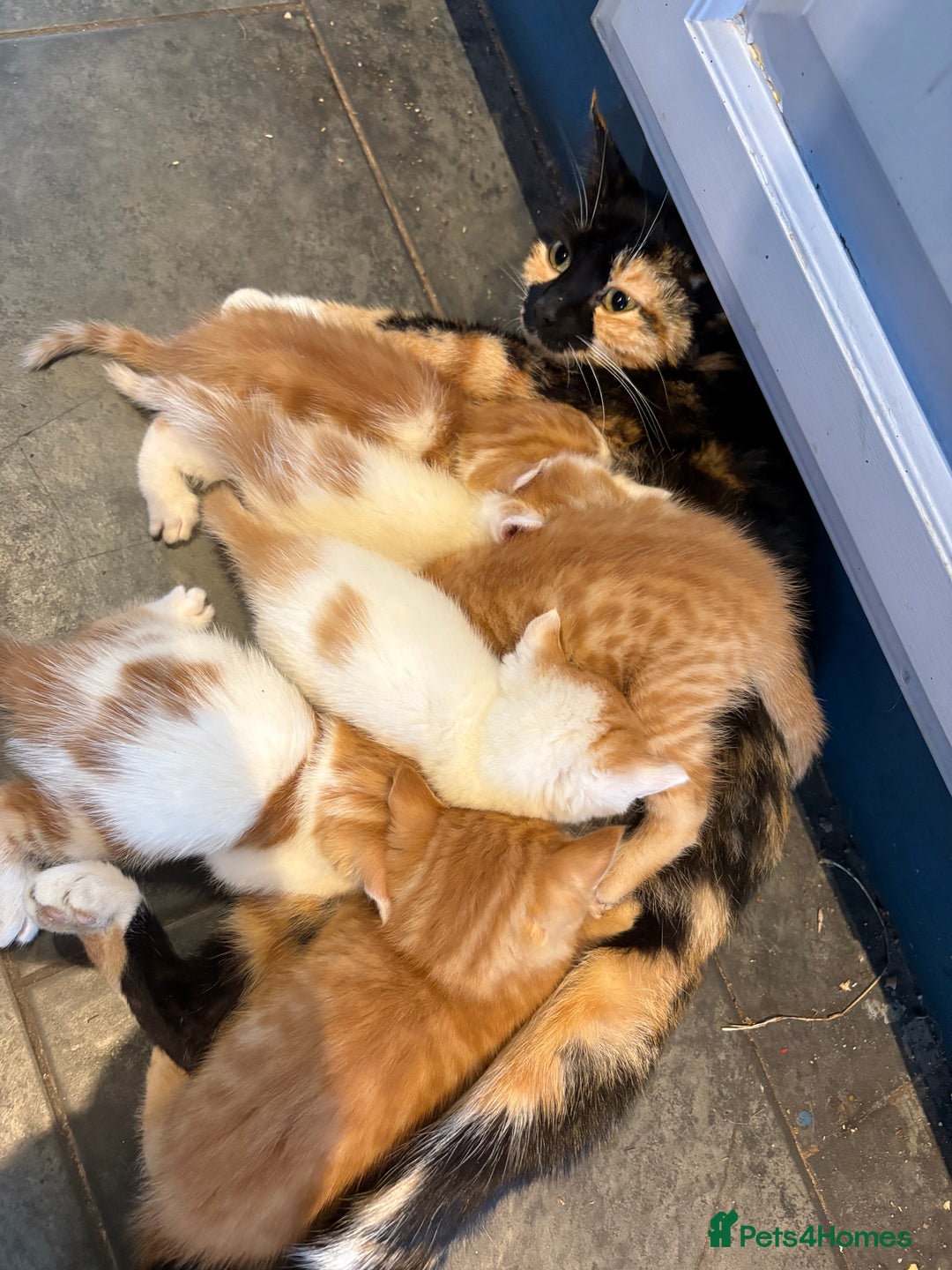 Mixed Breed cats for sale: Home Reared Kittens - Image 6