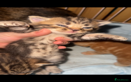 Mixed Breed cats for sale: Kittens, stunning litter of fur babies  - Image 4