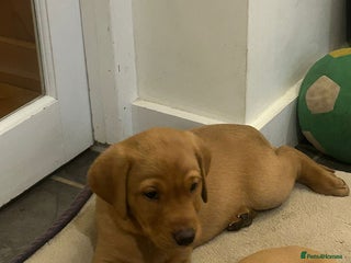 Labrador Retriever dogs ** LAST GIRL LEFT ** Stunning KC Fox Reds - Advert 1