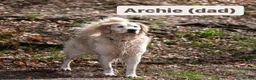Golden Retriever dogs for sale: Exceptional Golden retriever litter - Advert 13