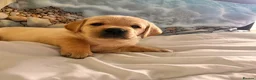 Labrador Retriever dogs for sale: Fabulous blonde Labrador puppies  - Advert 11