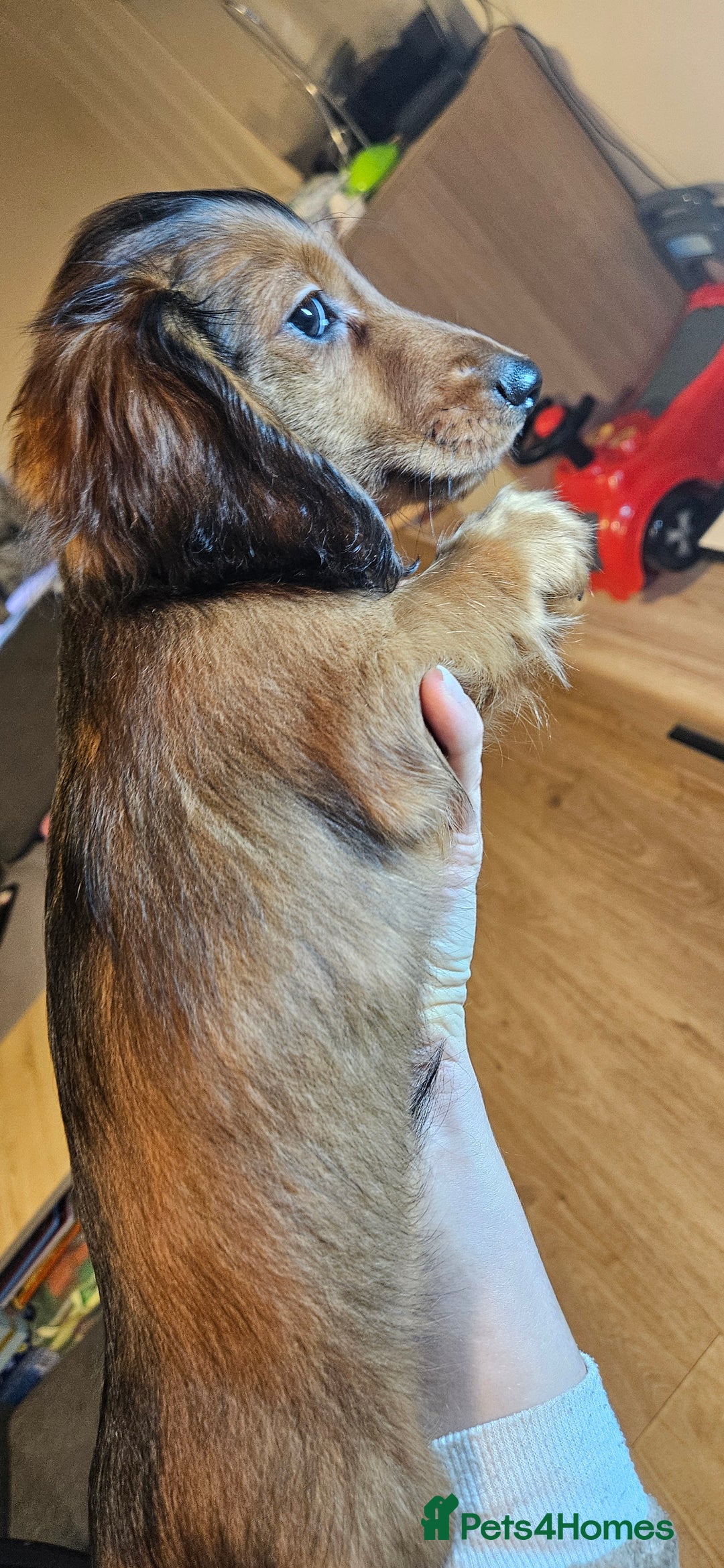 Miniature Dachshund dogs for sale: Ready now 🩵🩵🩵🩷 - Advert 29