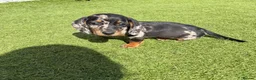 Miniature Dachshund dogs for sale: Miniature dachshund puppies  in Bridgwater - Advert 10