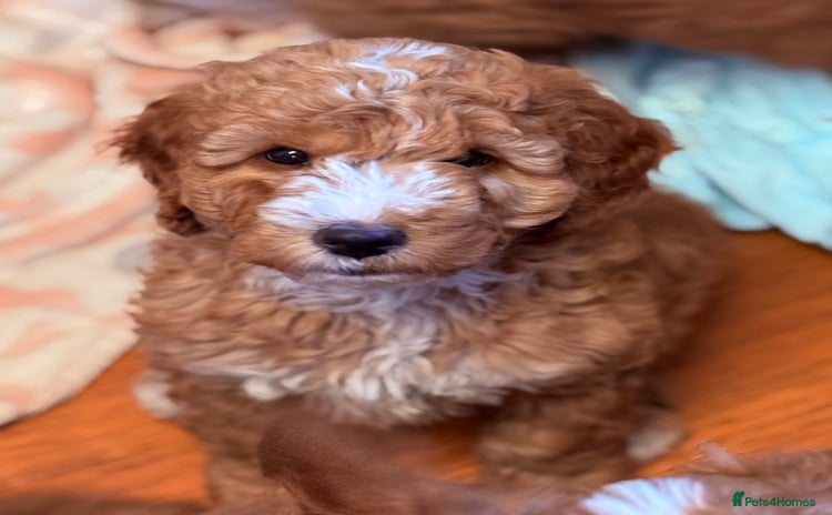 Labradoodle dogs - Advert 1