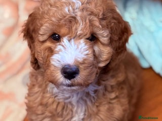 Labradoodle dogs - Advert 14