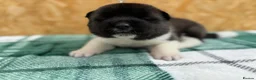 Akita dogs for sale: KC Reg American Akita puppies - Advert 6
