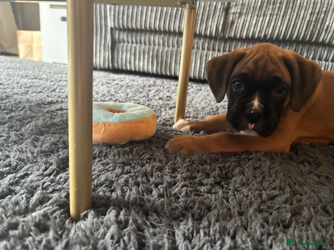 Boxer dogs for sale: Female boxer - Advert 3