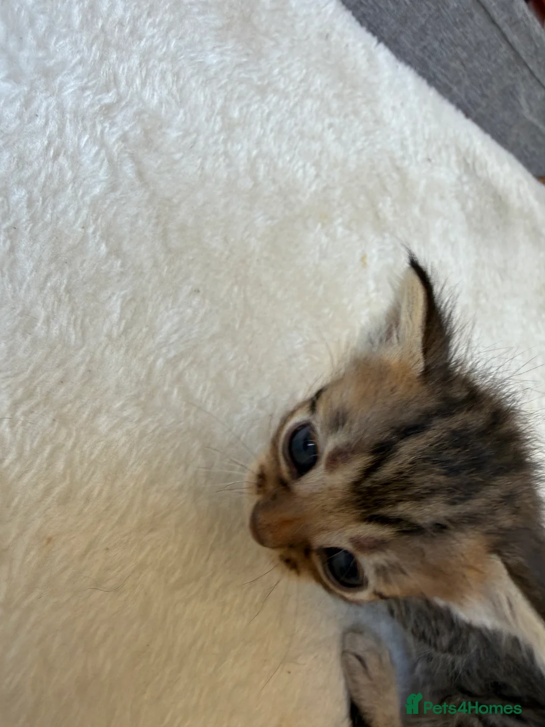 Bengal cats for sale: 🐾 Beautiful Bengal x Maine Coon Kittens 🐾 - Advert 2