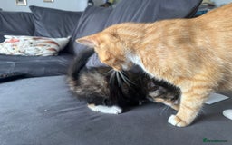 British Shorthair cats for sale: Four Adorable Kittens  - Image 12