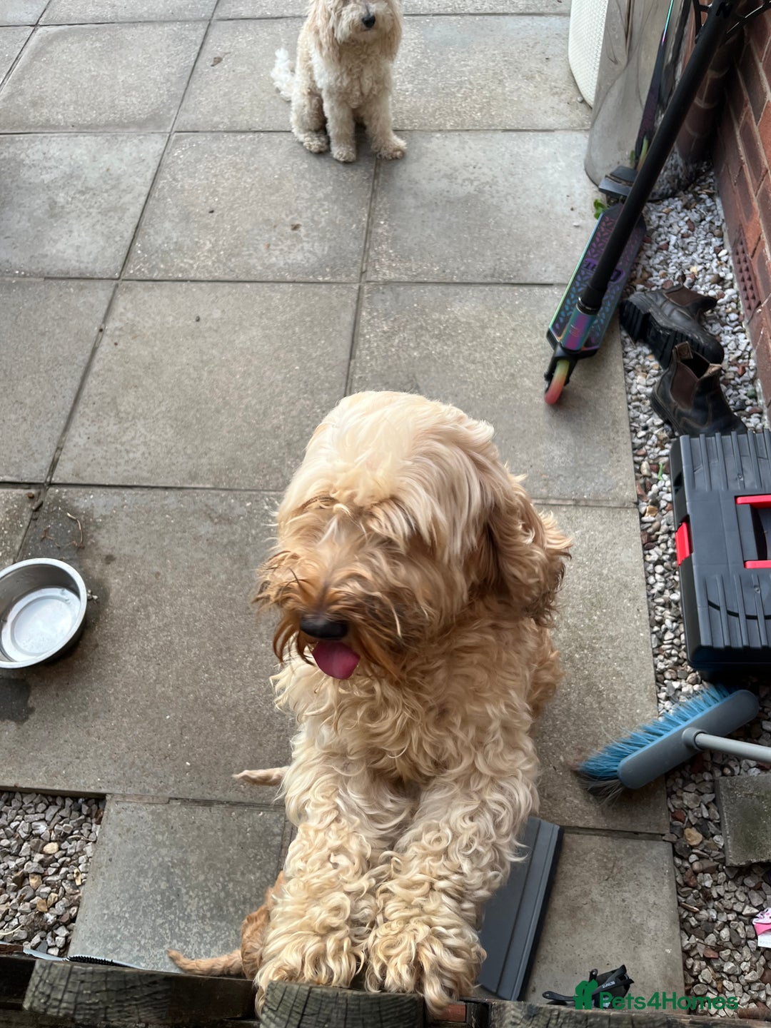 Cockapoo dogs for sale: Gorgeous Cockapoo Pups - Image 3