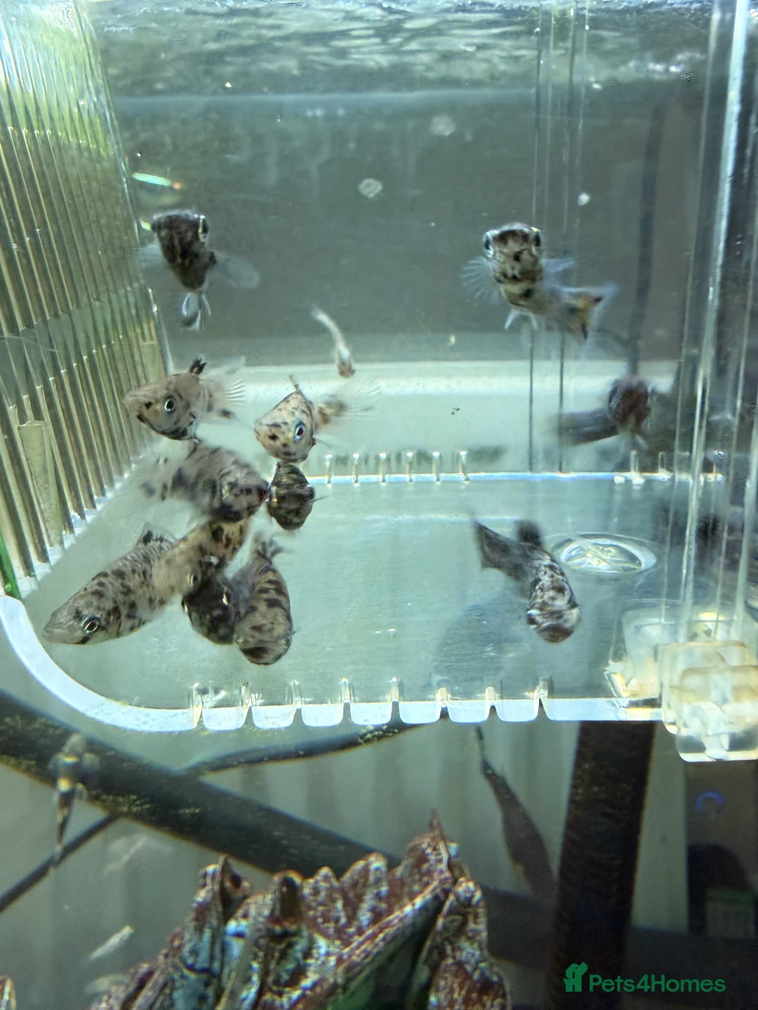 Mollies fish for sale: Dalmation mollies in Ipswich - Advert 2