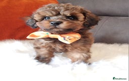 Cockapoo dogs for sale: Adorable best friend pups, sold fully vaccinated - Image 16