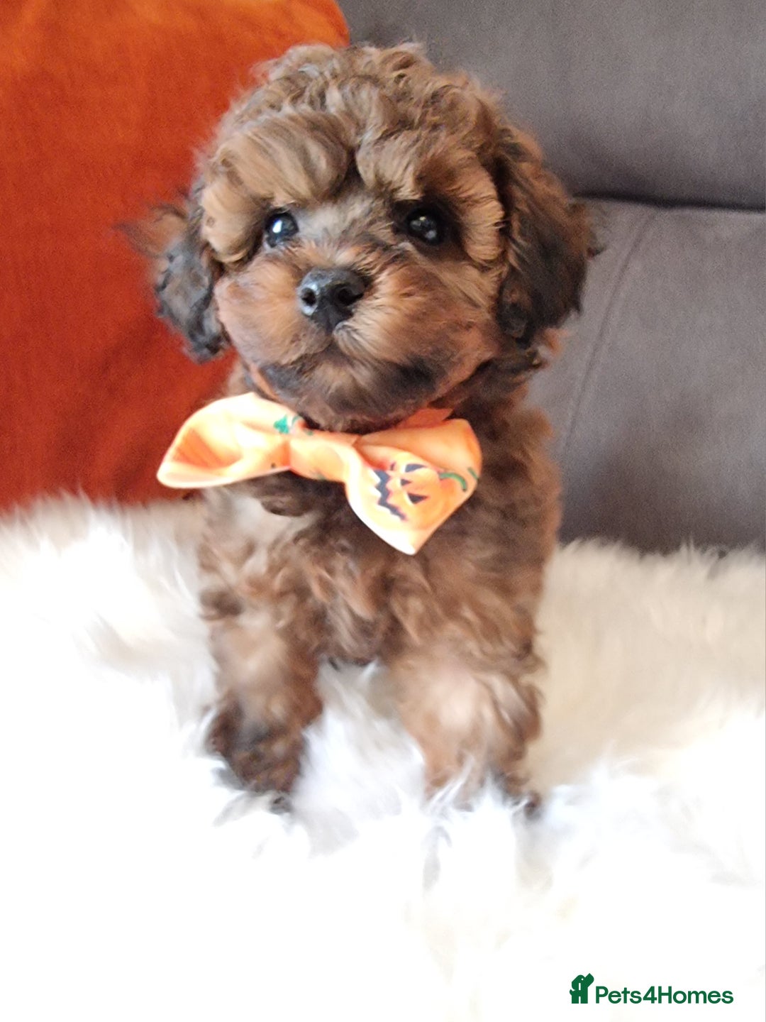 Cockapoo dogs for sale: Adorable best friend pups, sold fully vaccinated - Image 16