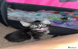Bengal cats for sale: BENGAL❌KITTENS - Image 26