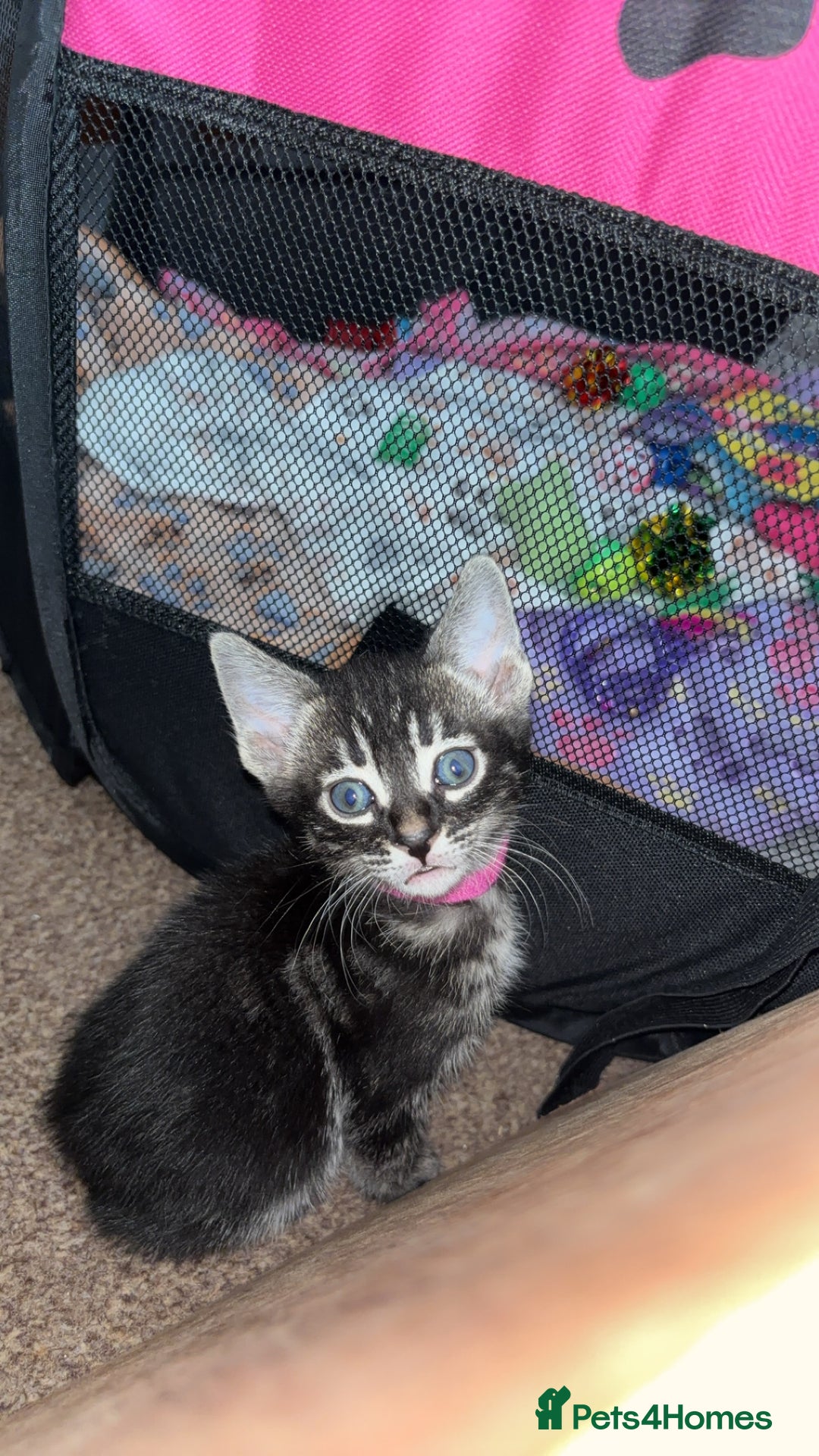 Bengal cats for sale: BENGAL❌KITTENS - Image 26