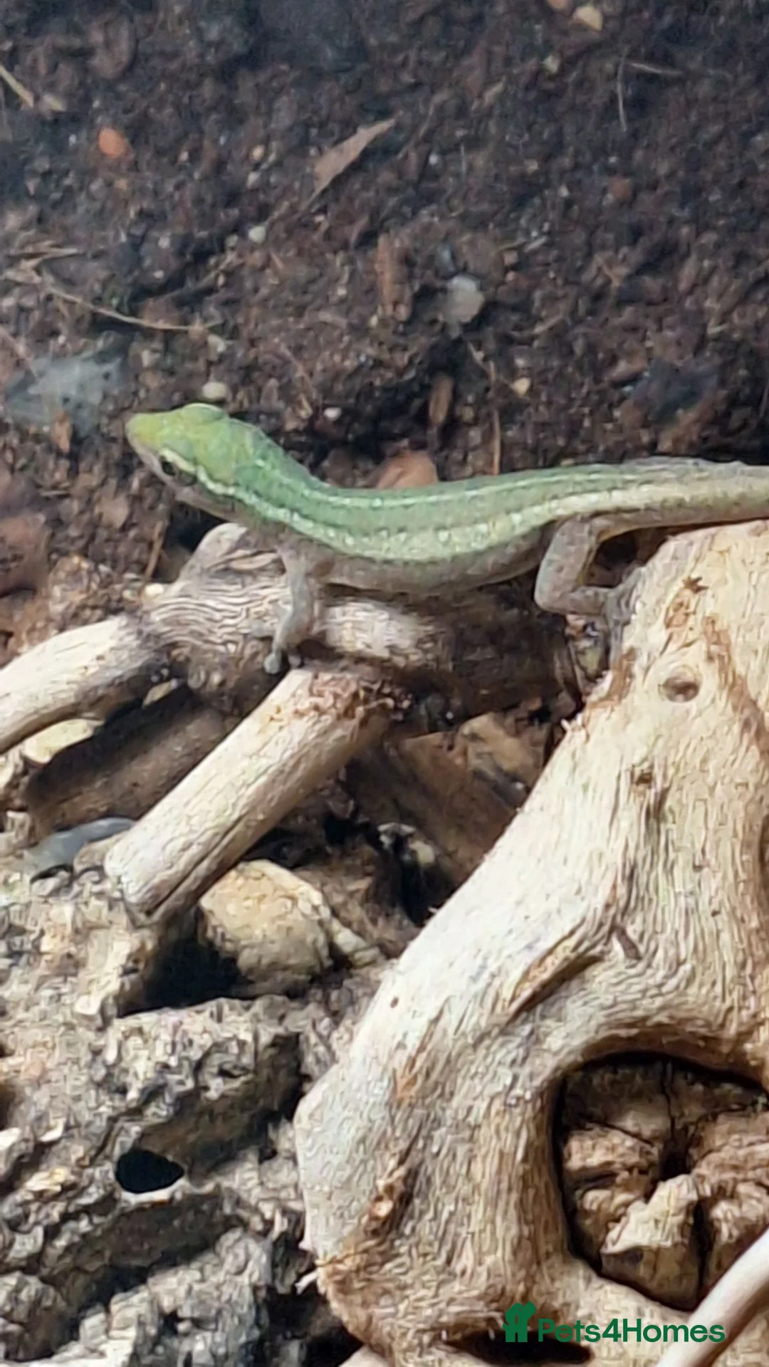 Mixed Breed reptiles for sale: Takydromus, strophurus, sphaerodactylus ect - Advert 2