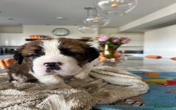 Saint Bernard dogs for sale: KC Registered St. Bernards For Sale! - Image 14