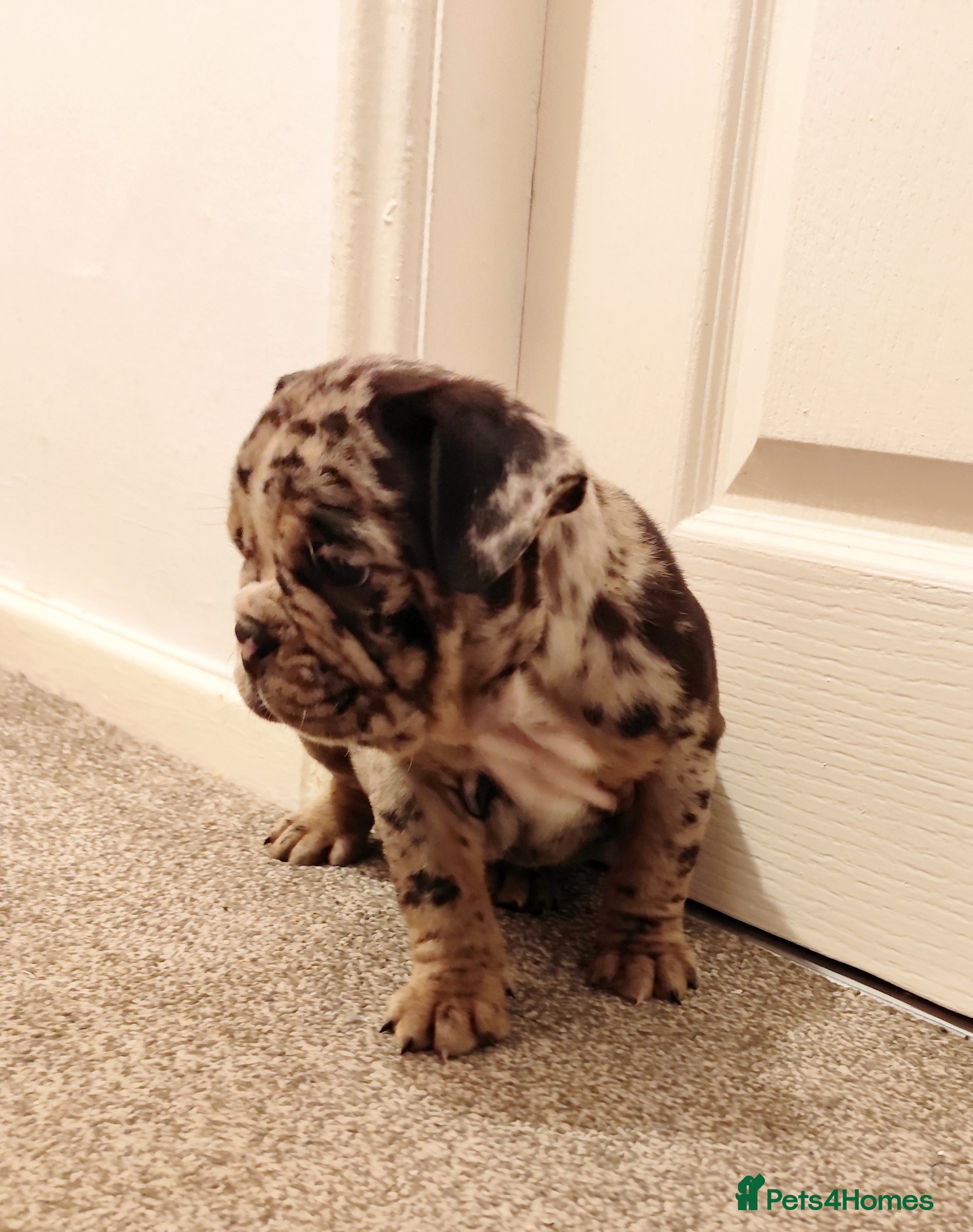 Mixed Breed dogs 🐾🐶Stunning New English Bulldog Puppies🐶🐾 - Advert 18