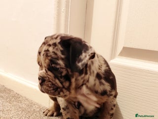 Mixed Breed dogs 🐾🐶Stunning New English Bulldog Puppies🐶🐾 - Advert 11
