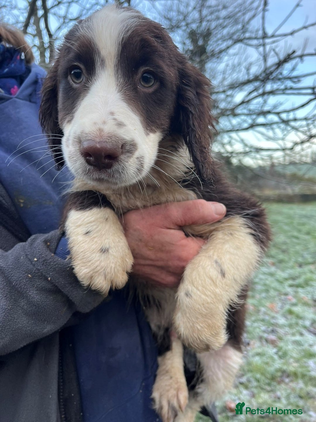 Mixed Breed dogs for sale: Border Collie x Cocker spaniel Pups  - Advert 3
