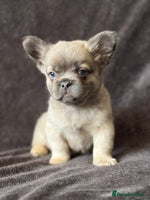 French Bulldog dogs Beautiful French bulldog puppies 💙💙🩷🩷 - Advert 6