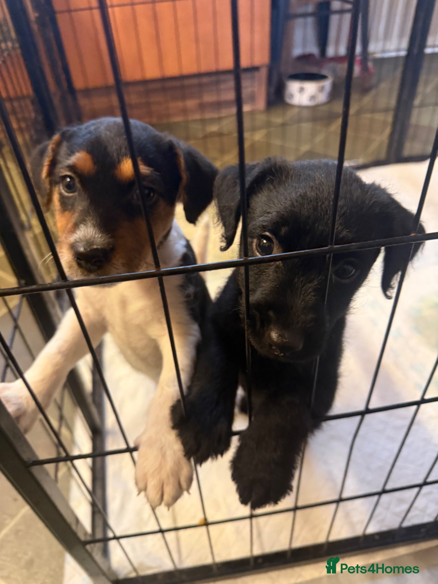 Patterdale Terrier dogs fell terrier  - Advert 7