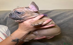 French Bulldog dogs for sale: French bulldog pups  - Image 5