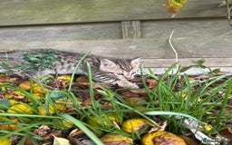 Bengal cats for sale: Bengal x Persian kittens - Image 6