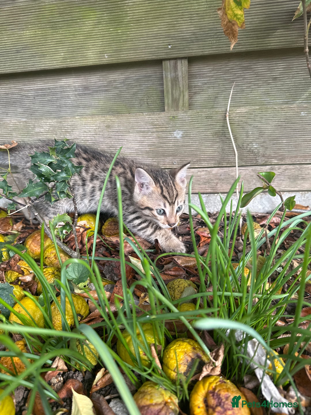 Bengal cats for sale: Bengal x Persian kittens - Image 6