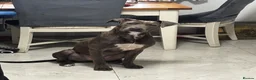 Mixed Breed dogs for sale: Loving young Bull Lurcher  in Retford - Advert 2