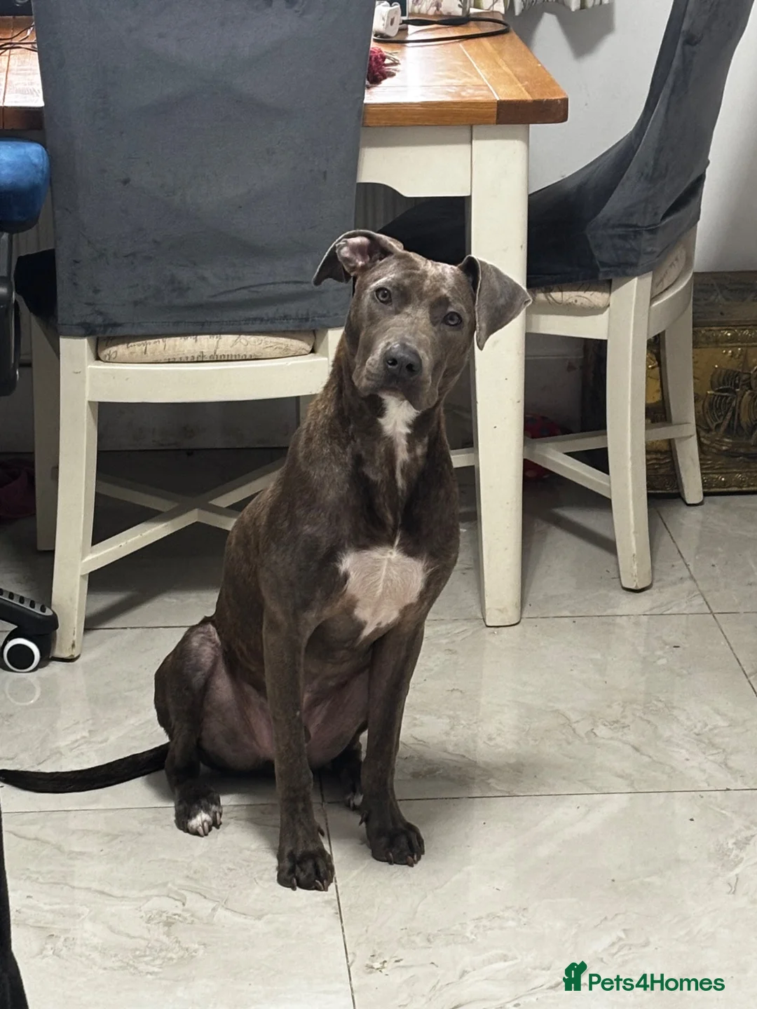 Mixed Breed dogs for sale: Loving young Bull Lurcher  in Retford - Advert 2