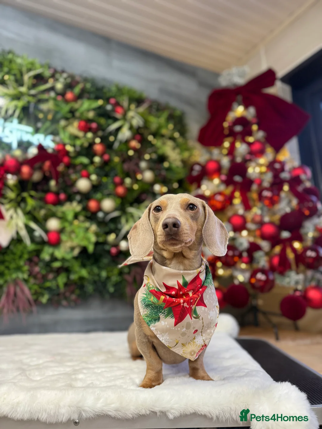 Miniature Dachshund dogs for stud: Stud Lilac Miniature Dachshund carrying cream. - Advert 3