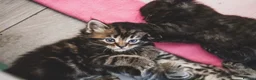 Mixed Breed cats for sale: 3 fluffy kittens and 3 silver tabbies  - Advert 9