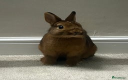 Netherland Dwarf rabbits for sale: Two Netherland Dwarf rabbits  - Image 3