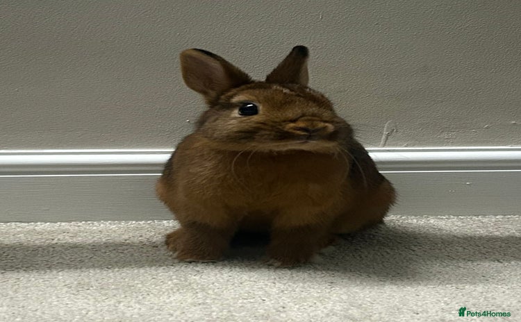 Netherland Dwarf rabbits - Advert 6