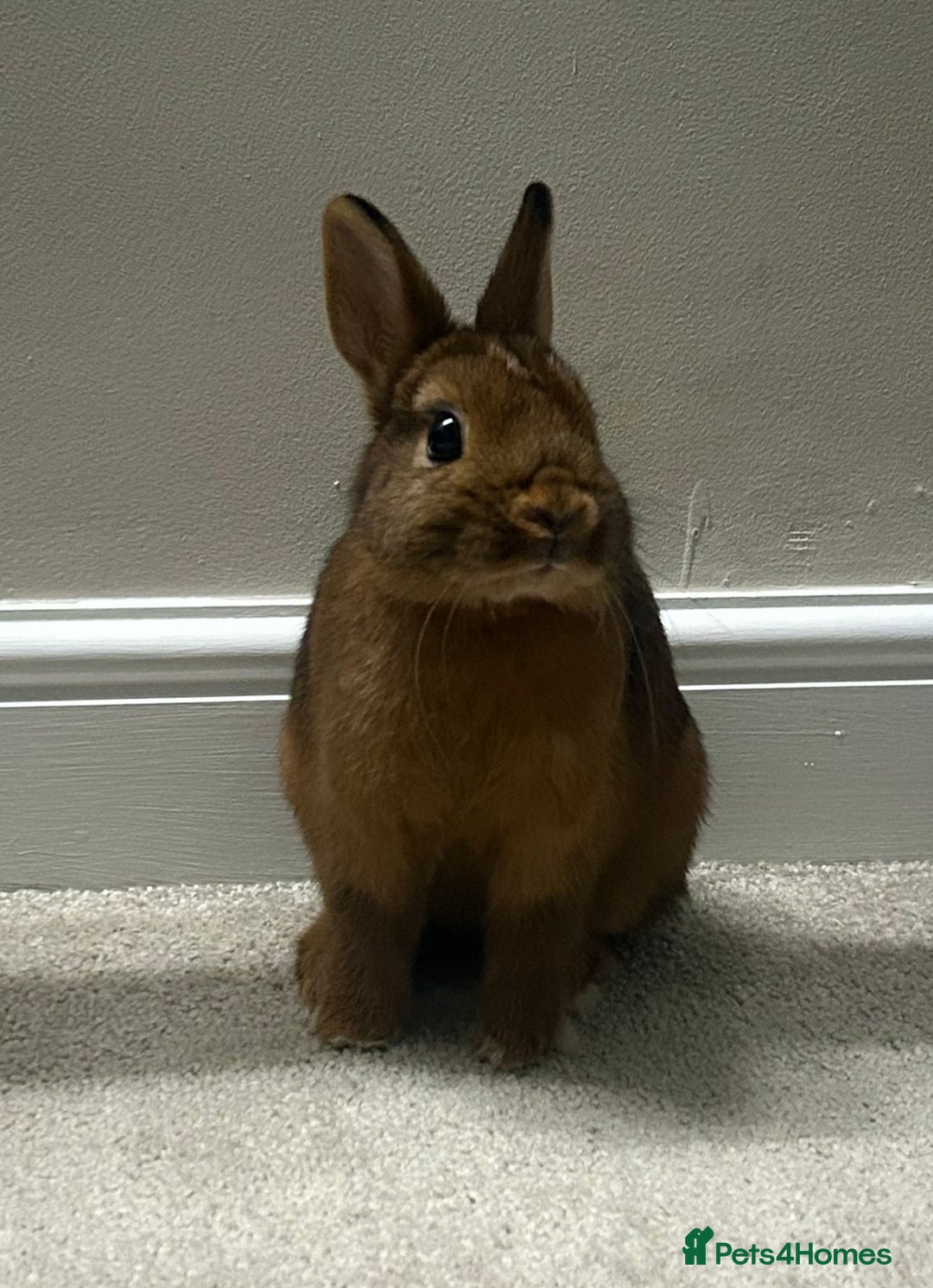 Netherland Dwarf rabbits for sale: Two Netherland Dwarf rabbits  - Image 3