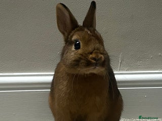 Netherland Dwarf rabbits - Advert 5