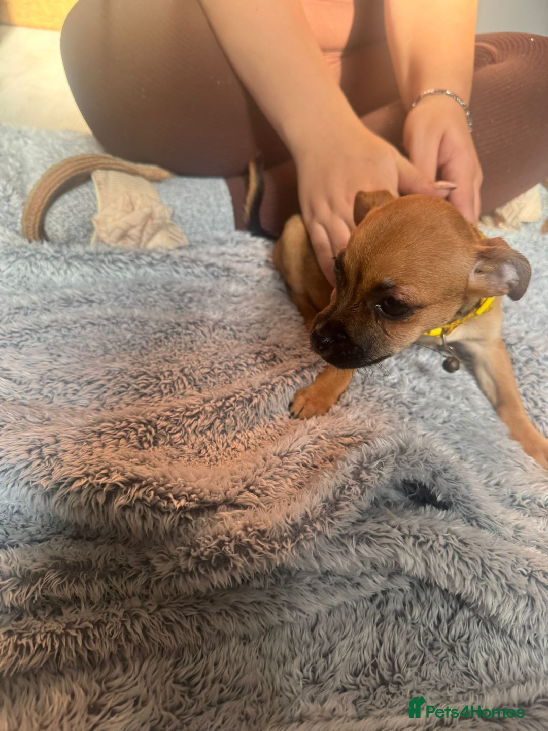 Mixed Breed dogs for sale: Chihuahua puppies £300 - Image 13