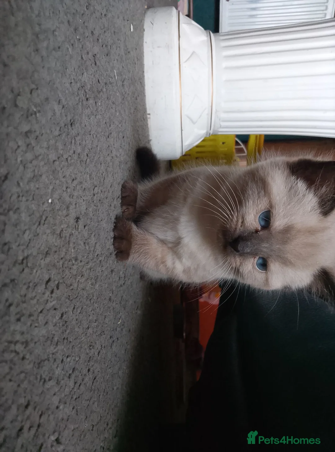 British Shorthair cats for sale: 2 cream girls in Nottingham - Advert 6