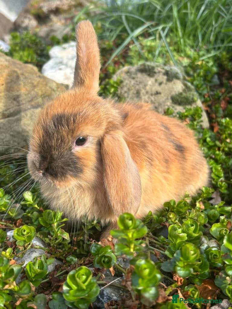 Mixed Breed rabbits 6 week old 2 lop males (Females reserved atm) - Advert 15