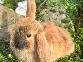 Mixed Breed rabbits 6 week old 2 lop males (Females reserved atm) - Advert 15