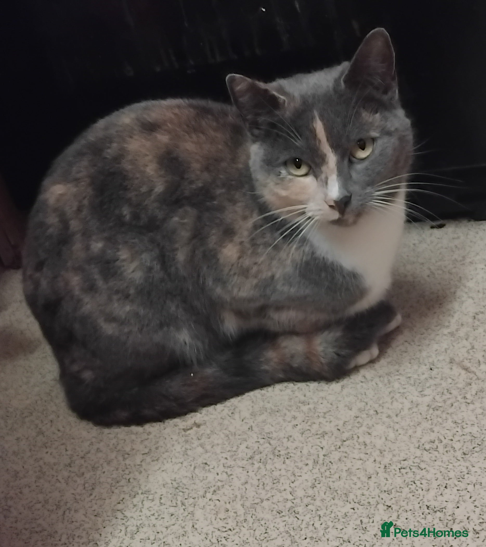 British Shorthair cats Female for good home  - Advert 1