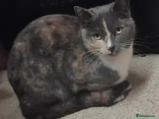 British Shorthair cats Female for good home - Advert 1