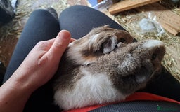 Guinea Pig rodents for sale: Gorgeous guinea pigs in search of new loving homes - Image 4