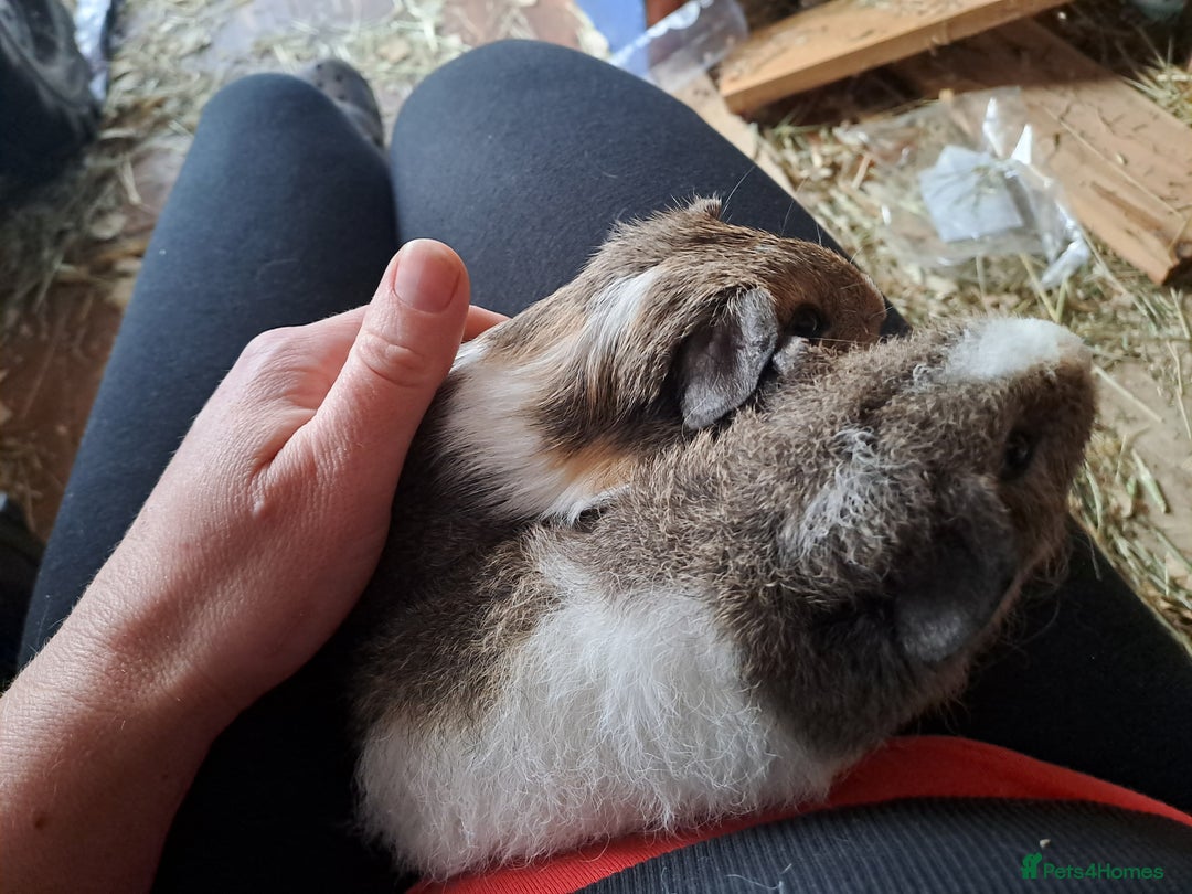 Guinea Pig rodents for sale: Gorgeous guinea pigs in search of new loving homes - Image 4