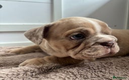 English Bulldog dogs for sale: Beautiful English Bulldog Puppies - Image 23
