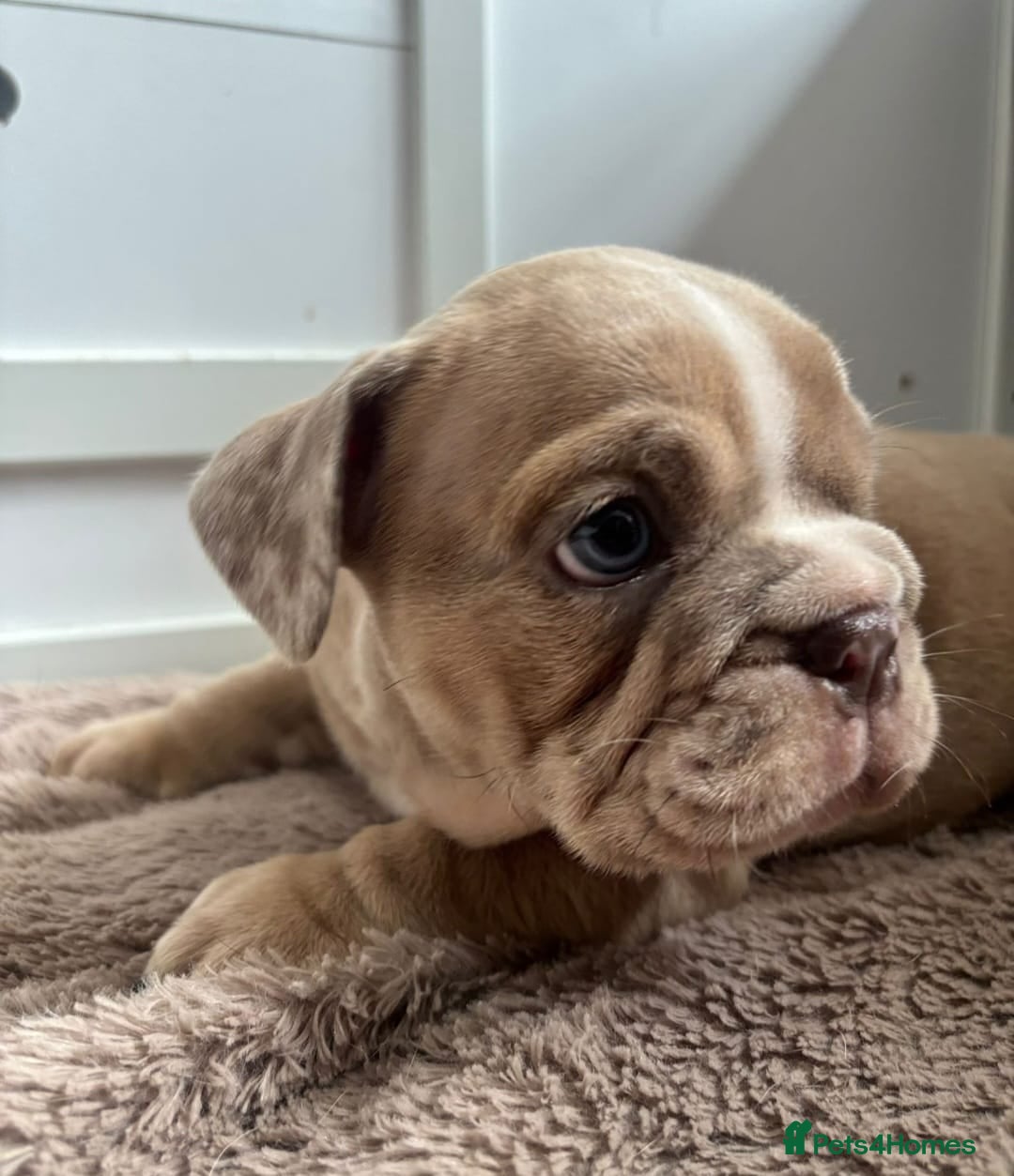 English Bulldog dogs for sale: Beautiful English Bulldog Puppies - Image 23