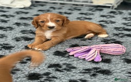 Cocker Spaniel dogs for sale: Stunning KC Working Cocker Spaniel Puppies - Image 6