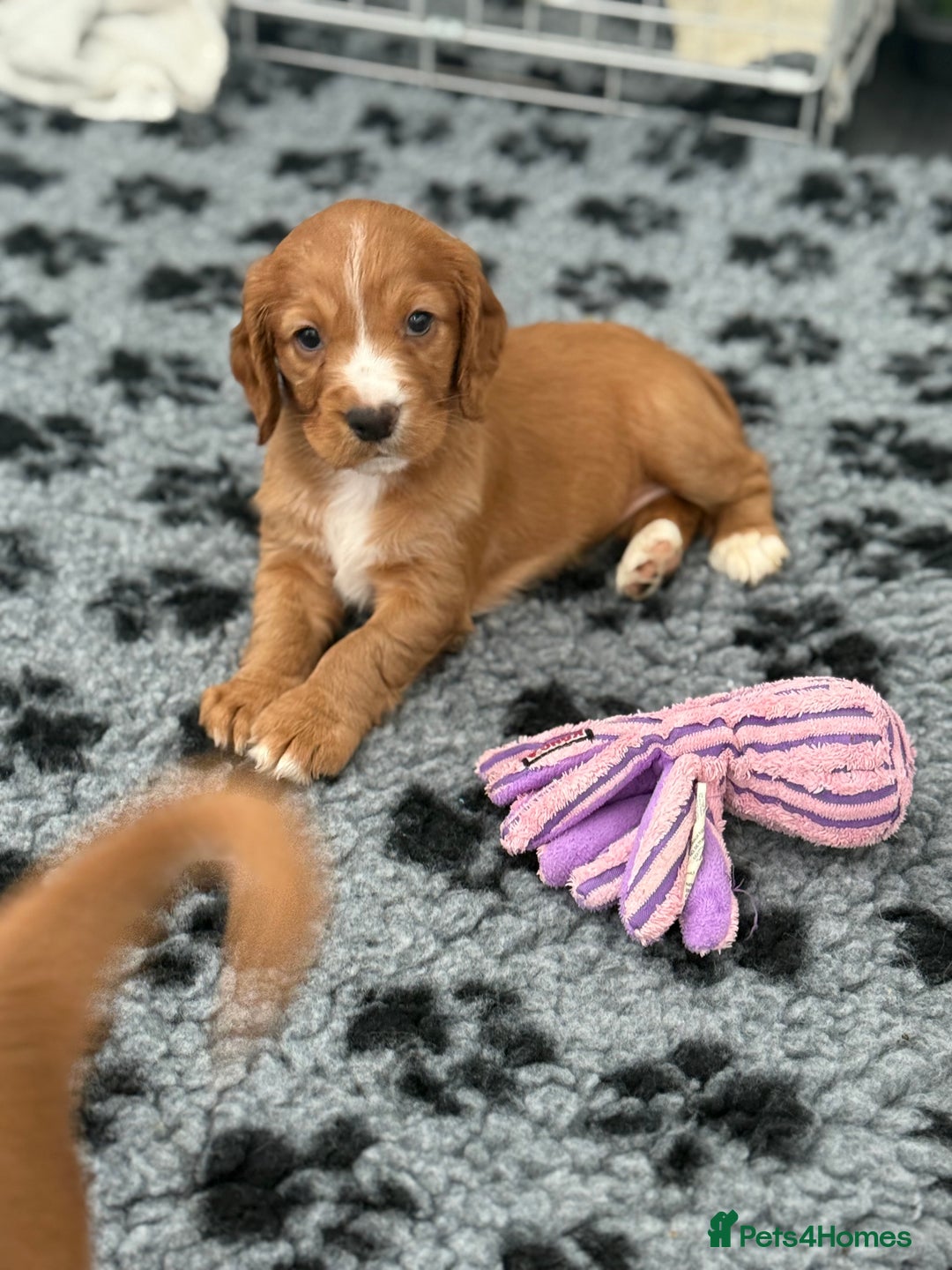 Cocker Spaniel dogs for sale: Stunning KC Working Cocker Spaniel Puppies - Image 6