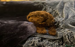Cockapoo dogs for sale: Chocolate Cockapoo Puppies for Sale - Image 1
